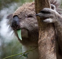 Phillip Island Koala Conservation Centre Entry ticket - Find Attractions