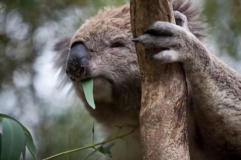 Phillip Island Koala Conservation Centre: Entry Ticket - Find Attractions 0