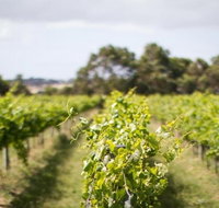 Phillip Island Wine Experience Tour - Find Attractions