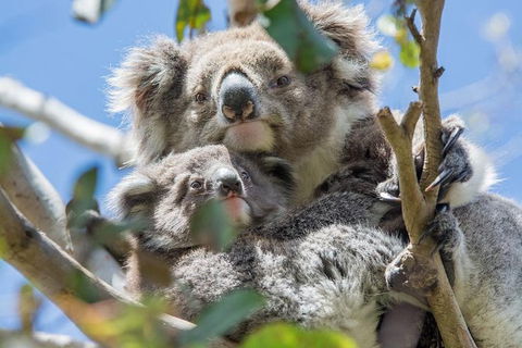Great Ocean Road Full Day Sunset Tour - Find Attractions 1