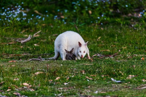 Bruny Island All Inclusive Gourmet Day Trip From Hobart - Find Attractions 26