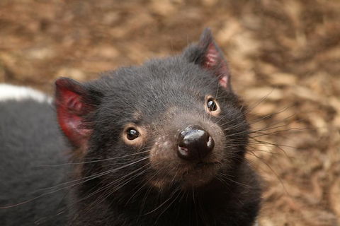 Day Tour In Mt. Field, Mt. Wellington, Bonorong Wildlife Sanctuary And Richmond - Find Attractions 1