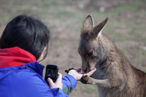Mt Field National Park Active Day-Trip Including Bonorong And Mt Wellington - Find Attractions 14