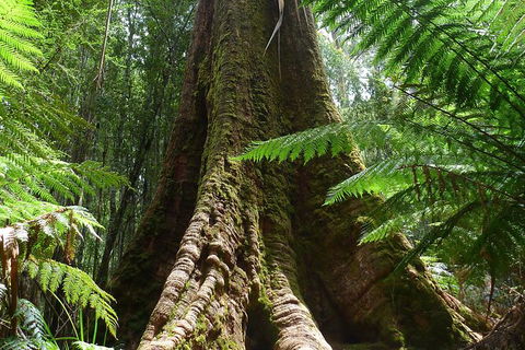 Mt Field National Park Active Day-Trip Including Bonorong And Mt Wellington - Find Attractions 11