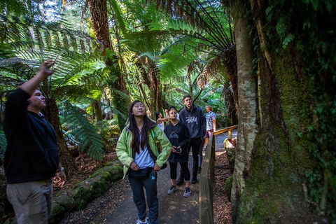 Mt Field National Park Active Day-Trip Including Bonorong And Mt Wellington - Find Attractions 5