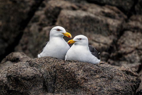 Hobart Sightseeing Cruise Including Iron Pot Lighthouse - Find Attractions 4