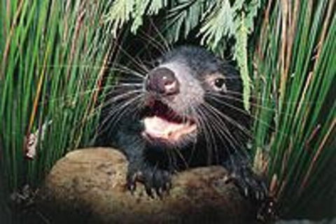 Hobart Shore Excursion: Half Day Bonorong Wildlife Park With Richmond Tour - Find Attractions 0