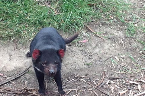South East Food, Sightseeing Private Tour With The Tasmanian Devil Unzoo - Find Attractions 0