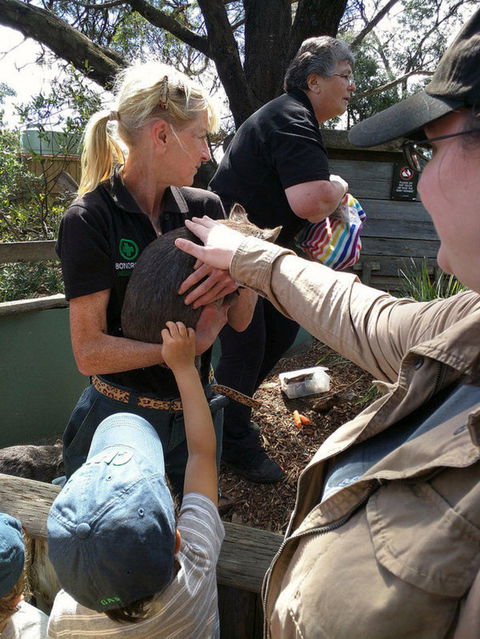 Private Bonorong Wildlife Sanctuary And Richmond 5 Hour Trip From Hobart - Find Attractions 5