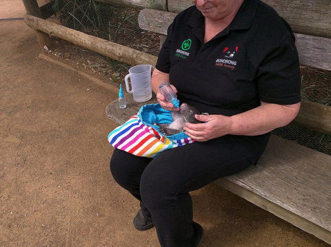 Private Bonorong Wildlife Sanctuary And Richmond 5 Hour Trip From Hobart - Find Attractions 2