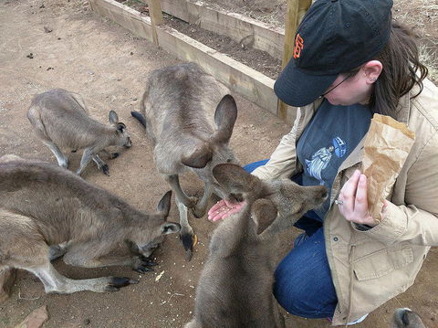 Private Bonorong Wildlife Sanctuary And Richmond 5 Hour Trip From Hobart - Find Attractions 3