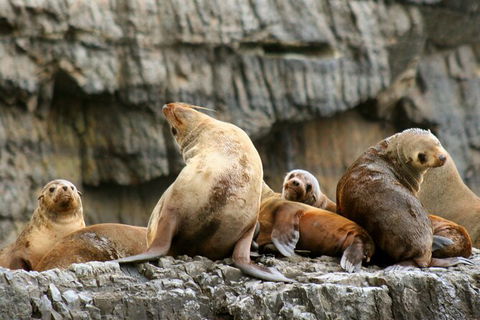 Day Trip To Tasman Peninsula And Port Arthur Historic Site From Hobart - Find Attractions 14