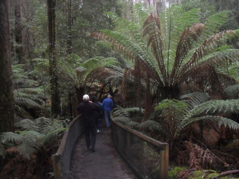 Mt Field National Park And Russell Falls From Hobart - Find Attractions 5