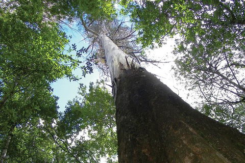 Private Mt Field National Park Day Trip From Hobart Including Salmon Ponds And Bonorong Wildlife Sanctuary - Find Attractions 1
