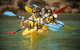 The Freycinet Paddle - thumb 6