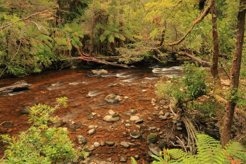Lake St. Clair And Western Wilderness Active Day Trip From Hobart - Find Attractions 15