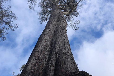 Lake St. Clair And Western Wilderness Active Day Trip From Hobart - Find Attractions 12