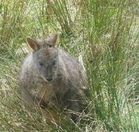 Leven Canyon Day Trip Including Wings Wildlife Park or Gunns Plains Caves from Devonport Ulverstone or Burnie - Find Attractions