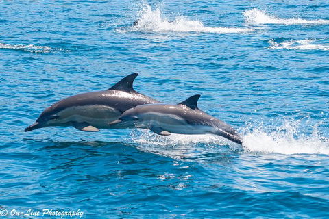 Maria Island Cruise + Walk. Renowned Day Tour With Drinks And Guided Walk - Find Attractions 14