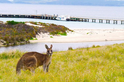 Maria Island Cruise + Walk. Renowned Day Tour With Drinks And Guided Walk - Find Attractions 12