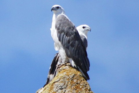 Maria Island Cruise + Walk. Renowned Day Tour With Drinks And Guided Walk - Find Attractions 3