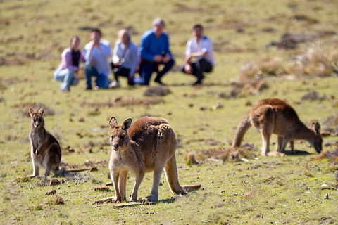 Wineglass Bay And Maria Island Wildlife Scenic Flight From Hobart - Find Attractions 1