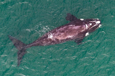 Wineglass Bay And Maria Island Wildlife Scenic Flight From Hobart - Find Attractions 12