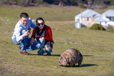 Wineglass Bay And Maria Island Wildlife Scenic Flight From Hobart - Find Attractions 4