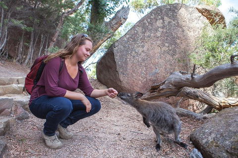 Active Day Tour One-Way From Hobart To Launceston With Wineglass Bay - Find Attractions 9