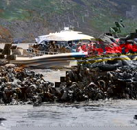 3-Hour Bruny Island Cruise from Adventure Bay - Find Attractions