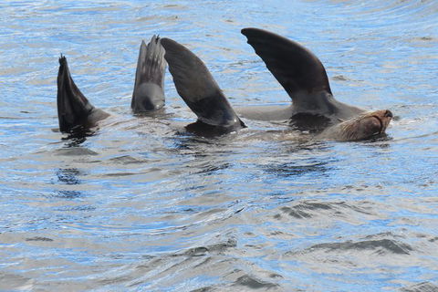 Twilight Sail Bruny Island - Find Attractions 7