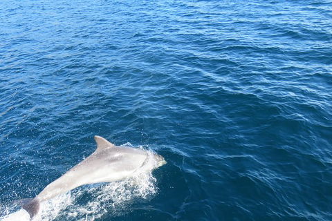 Twilight Sail Bruny Island - Find Attractions 3