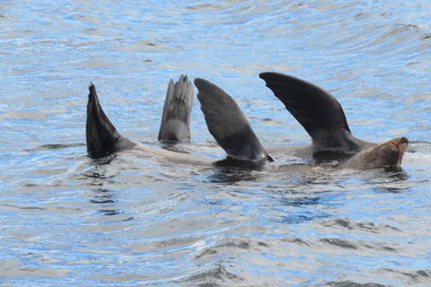 North Bruny Island Day Sail - Find Attractions 5