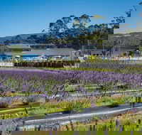 Private Tasman Peninsula Cruise Ship Tour from Port Arthur - Find Attractions