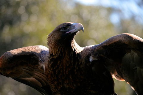 Wildlife Day Tour (4+ Hours, $195 Per Person) - Find Attractions 0