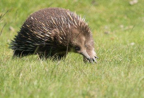 Wildlife Day Tour (4+ Hours, $195 Per Person) - Find Attractions 7