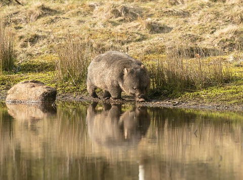 Wildlife Day Tour (4+ Hours, $195 Per Person) - Find Attractions 13