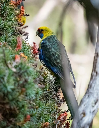Wildlife Day Tour (4+ Hours, $195 Per Person) - Find Attractions 10