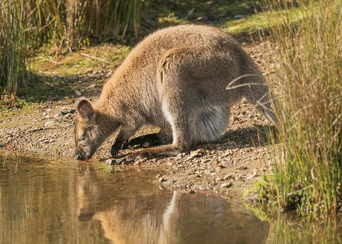 Wildlife Day Tour (4+ Hours, $195 Per Person) - Find Attractions 14