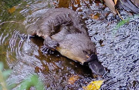 Wildlife Day Tour (4+ Hours, $195 Per Person) - Find Attractions 8