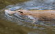 Wildlife Day Tour (4+ Hours, $195 Per Person) - thumb 3