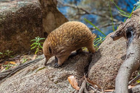 Wildlife Day Tour (4+ Hours, $195 Per Person) - Find Attractions 2