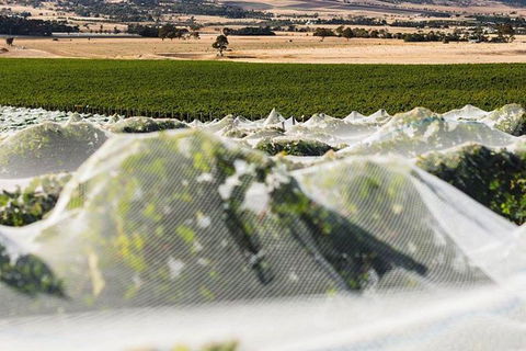 A Sommelier Guided Tour: Thursday Afternoon Wine Gin Cheese & Cocktails - Find Attractions 5