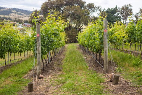 A Sommelier Guided Tour: Thursday Afternoon Wine Gin Cheese & Cocktails - Find Attractions 3