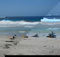 Kangaroo Island in a Day Tour from Adelaide - Find Attractions