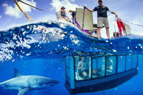 White Shark Tour With Optional Cage Dive From Port Lincoln - Find Attractions 0