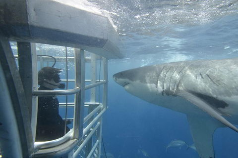 White Shark Tour With Optional Cage Dive From Port Lincoln - Find Attractions 2