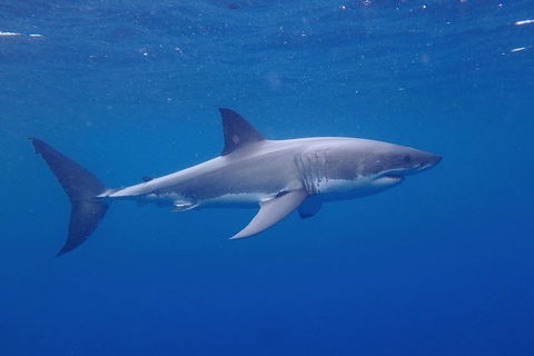 White Shark Tour With Optional Cage Dive From Port Lincoln - Find Attractions 5