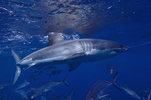 White Shark Tour With Optional Cage Dive From Port Lincoln - Find Attractions 6