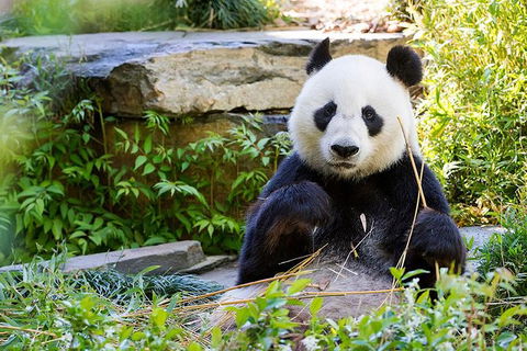 Adelaide Zoo Behind The Scenes Experience: Exclusive Giant Panda Experience - Find Attractions 1
